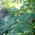 american black nightshade